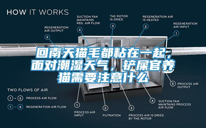 回南天貓毛都粘在一起，面對潮濕天氣，鏟屎官養(yǎng)貓需要注意什么